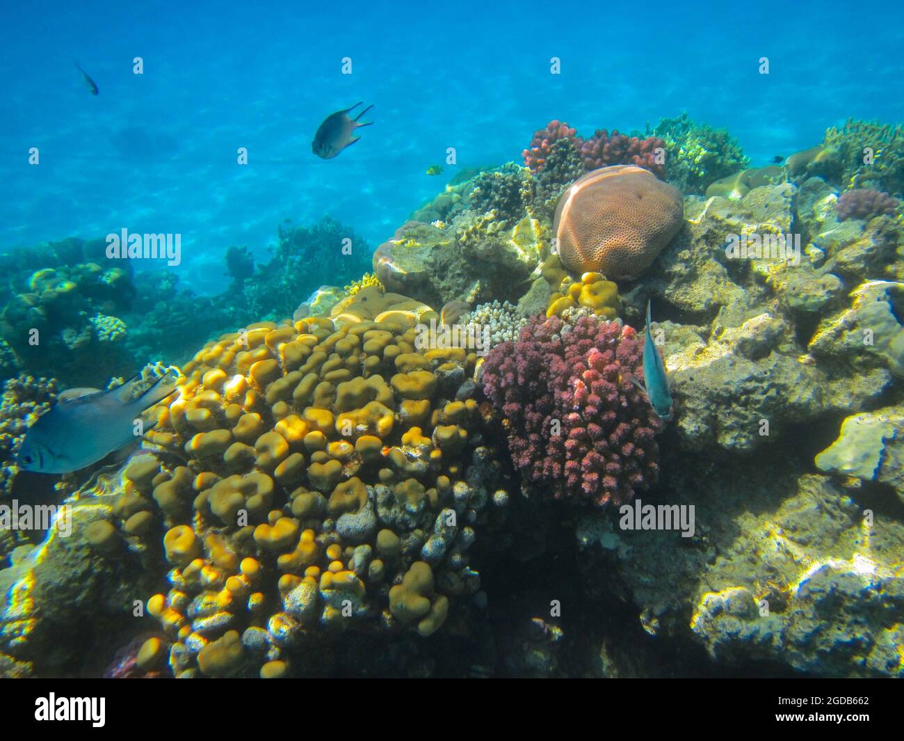 Fotografia subacquea delle barriere coralline del Mar Rosso nel Sinai del Sud Foto Stock