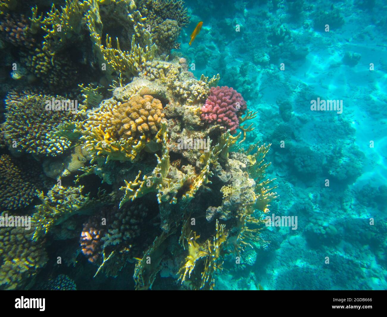 Fotografia subacquea delle barriere coralline del Mar Rosso nel Sinai del Sud Foto Stock