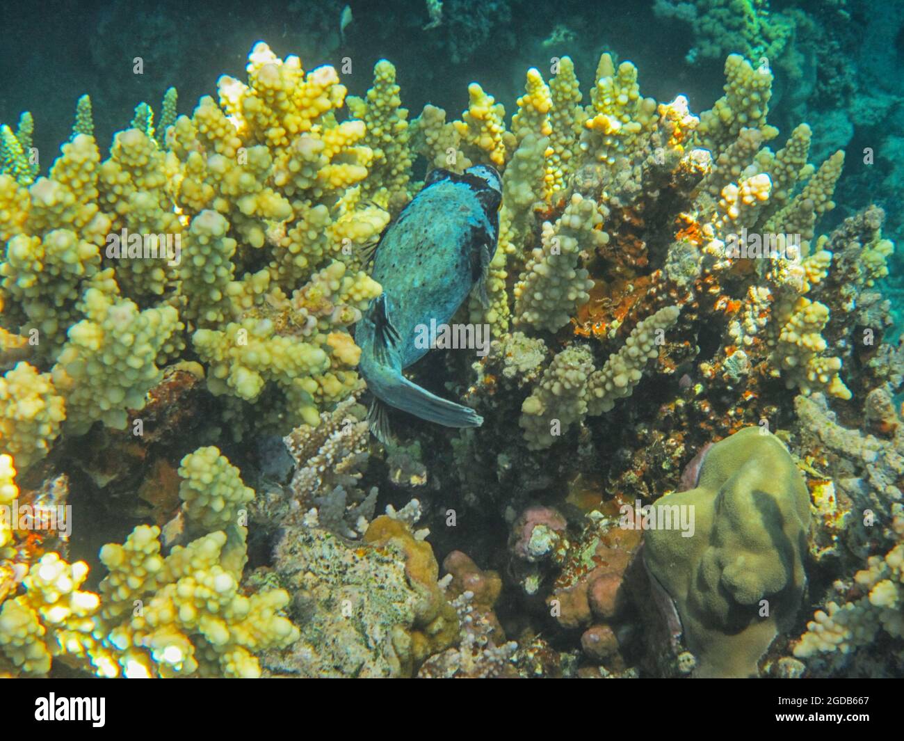 Fotografia subacquea delle barriere coralline del Mar Rosso nel Sinai del Sud Foto Stock