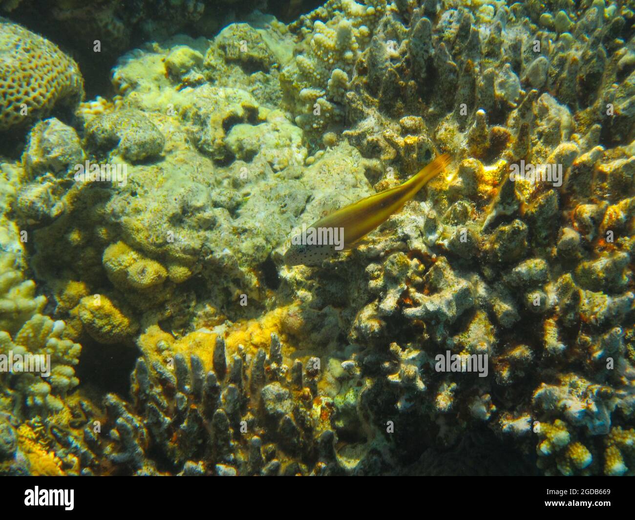 Fotografia subacquea delle barriere coralline del Mar Rosso nel Sinai del Sud Foto Stock