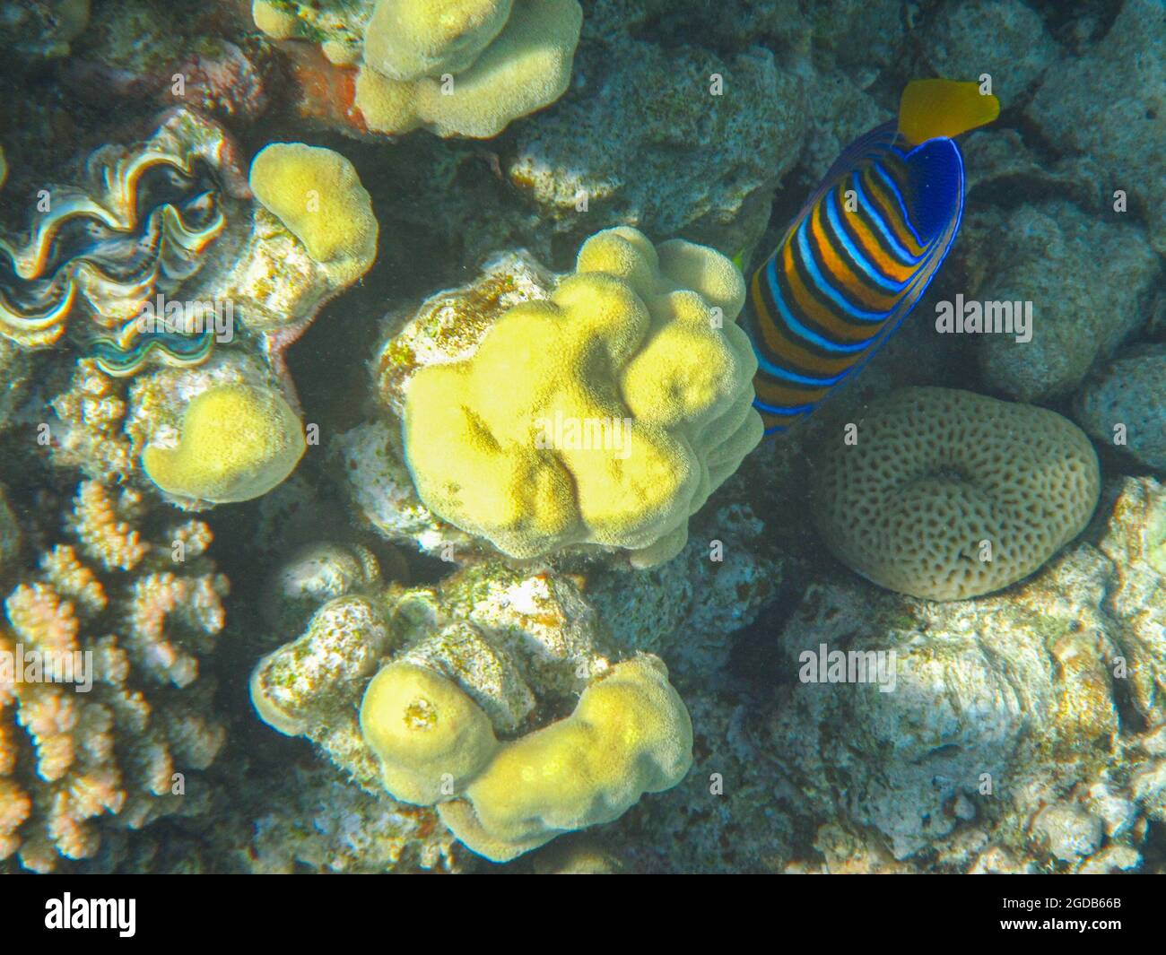 Fotografia subacquea delle barriere coralline del Mar Rosso nel Sinai del Sud Foto Stock