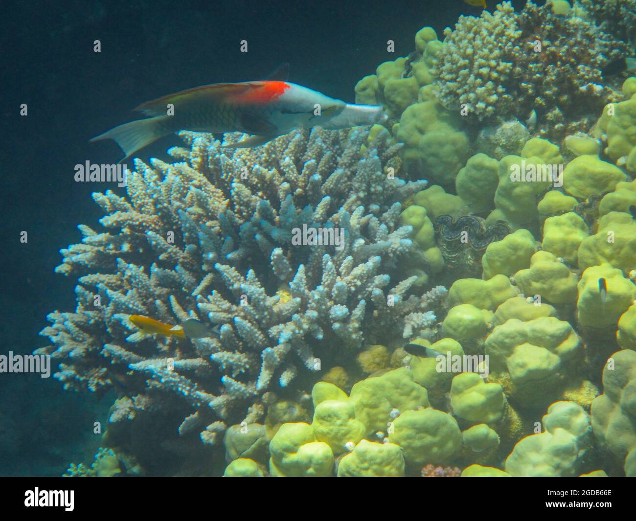 Fotografia subacquea delle barriere coralline del Mar Rosso nel Sinai del Sud Foto Stock