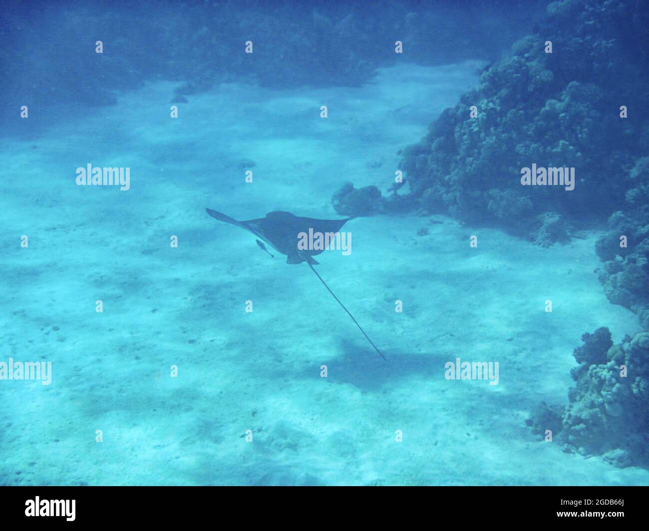 Fotografia subacquea delle barriere coralline del Mar Rosso nel Sinai del Sud Foto Stock