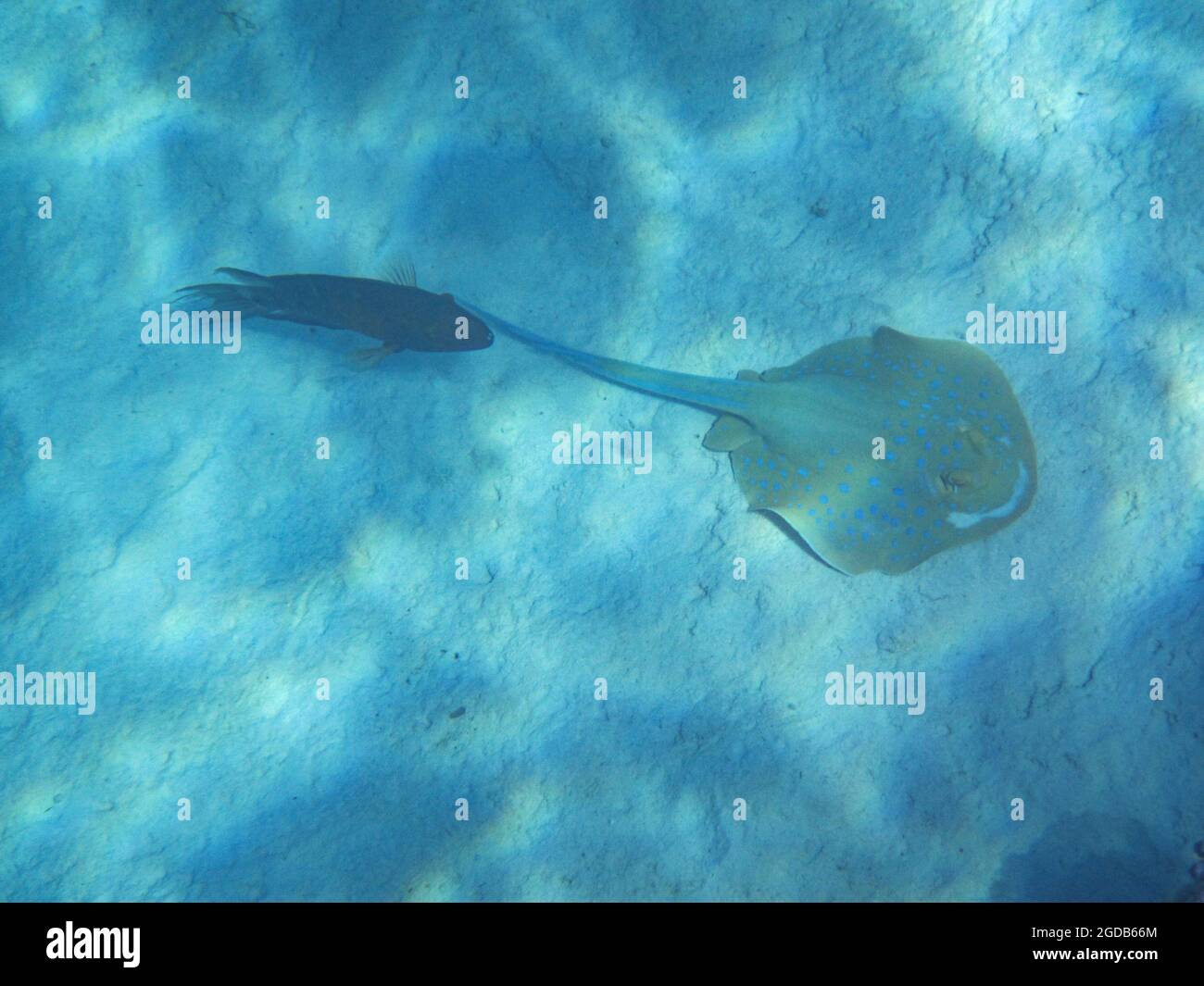 Fotografia subacquea delle barriere coralline del Mar Rosso nel Sinai del Sud Foto Stock