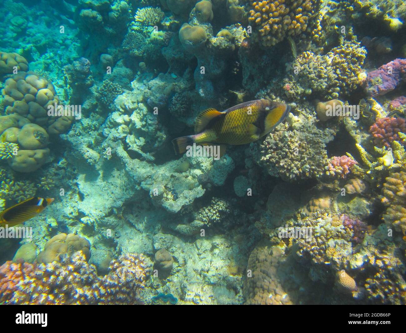 Fotografia subacquea delle barriere coralline del Mar Rosso nel Sinai del Sud Foto Stock