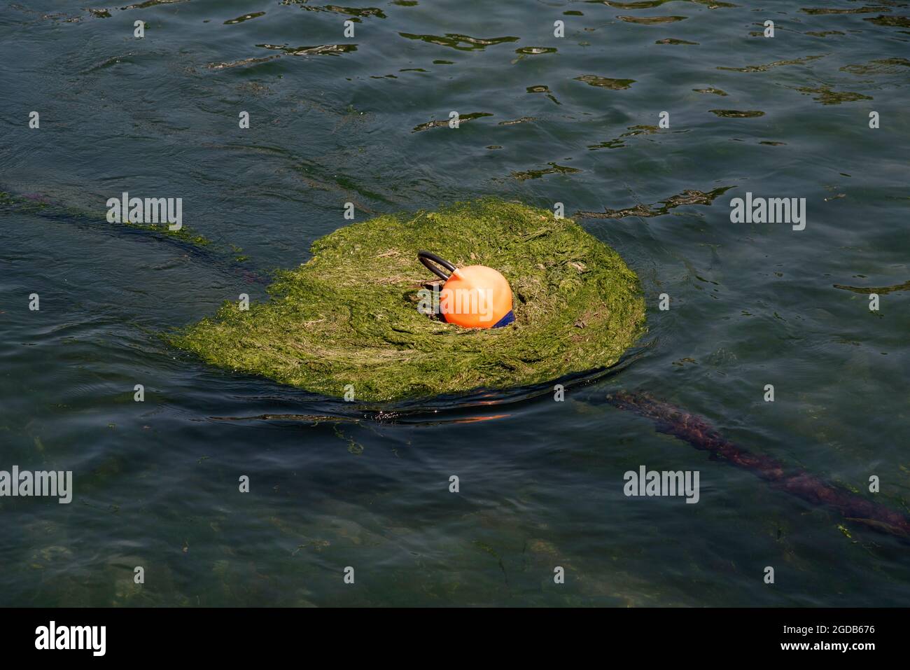 Cornovaglia, Inghilterra, Regno Unito. 2021. Una boa ormeggio attaccata ad una catena che raccoglie le erbacce sul Looe River Love, Cornovaglia, Regno Unito, durante una marea in arrivo. Foto Stock