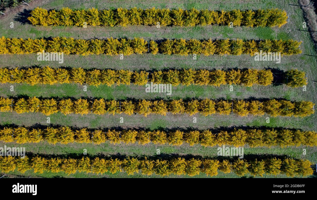Veduta aerea di frutteto di melograno Foto Stock