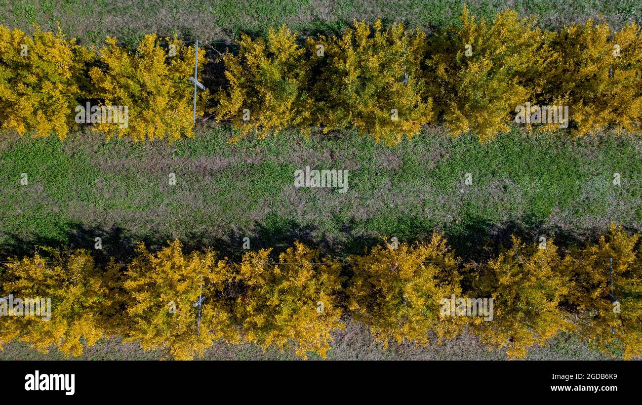 Veduta aerea di frutteto di melograno Foto Stock