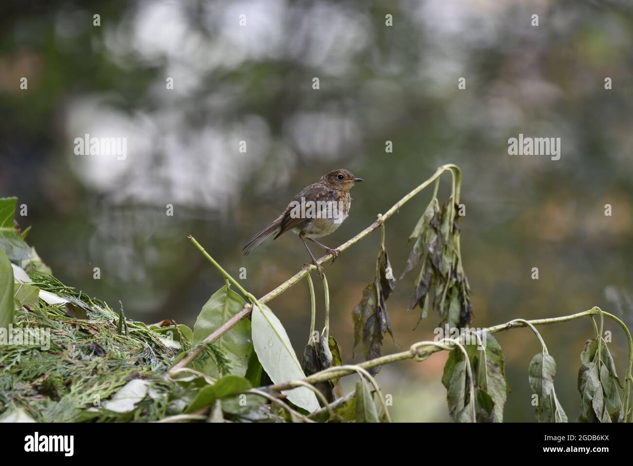 Il giovane Robin europeo (Erithacus rubecula) arroccato su un Twig in Woodland in Galles, contro un effetto bokeh naturale sfondo illuminato nel mese di agosto. Foto Stock