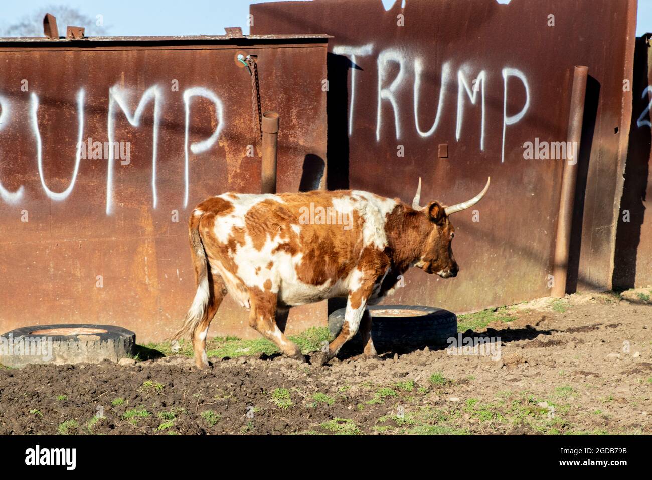 Bull con Horns sulla fattoria di fronte a Trump dipinto segno Foto Stock