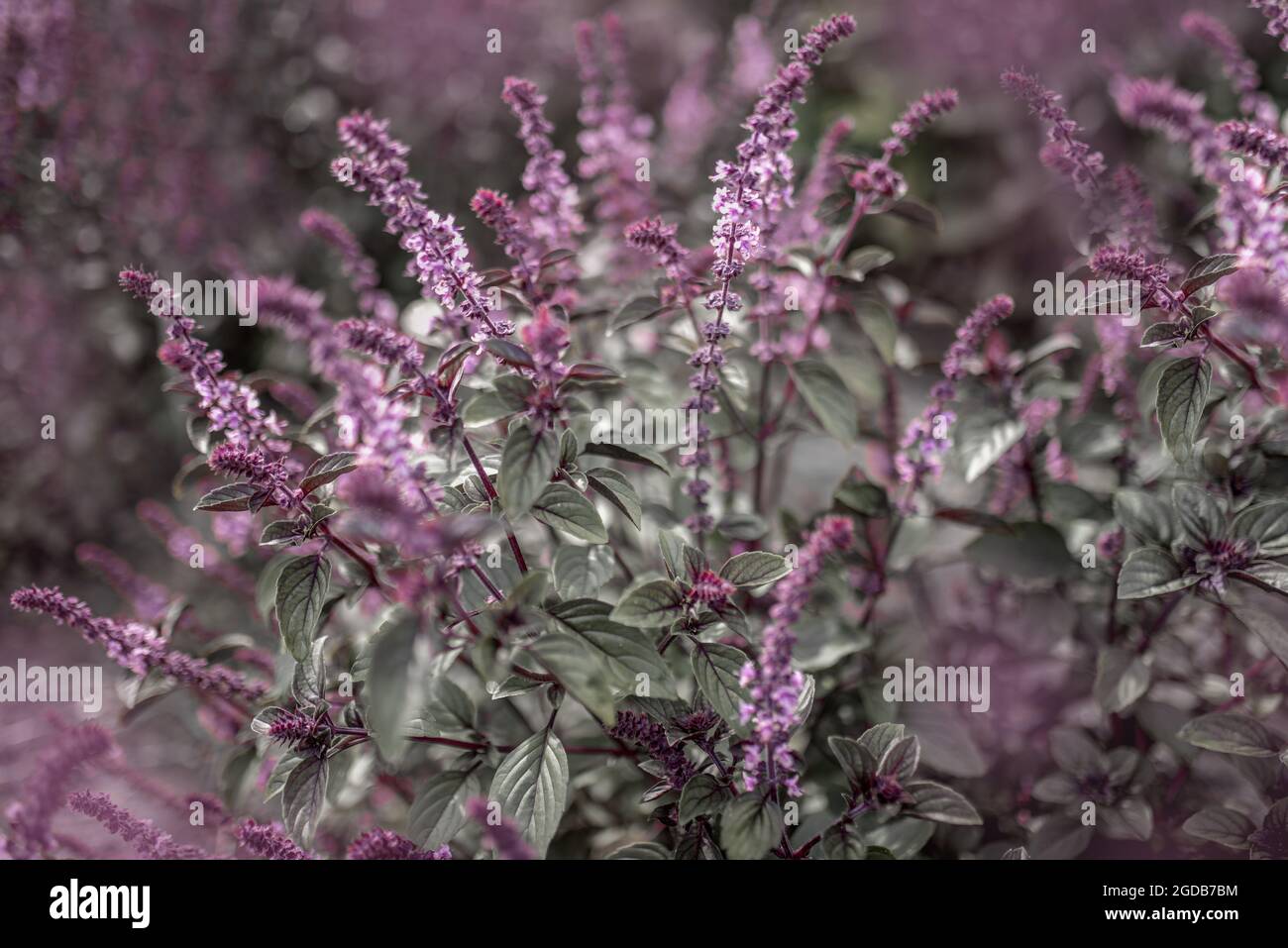 vista sul bellissimo campo di menta in fiore viola Foto Stock