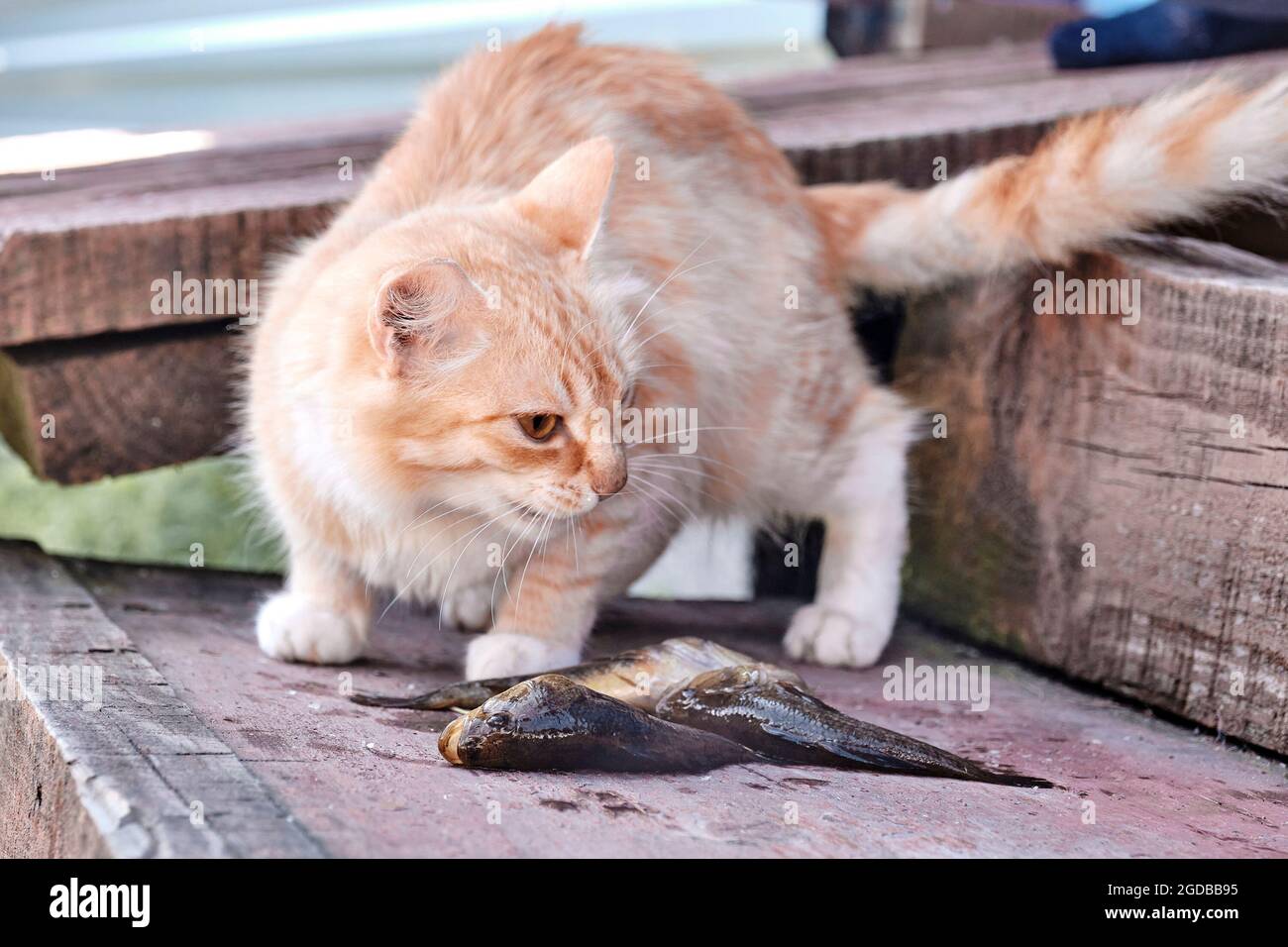 Zenzero gatto andando mangiare piccolo pesce fresco su vecchio portico di legno di una casa rurale. Foto Stock