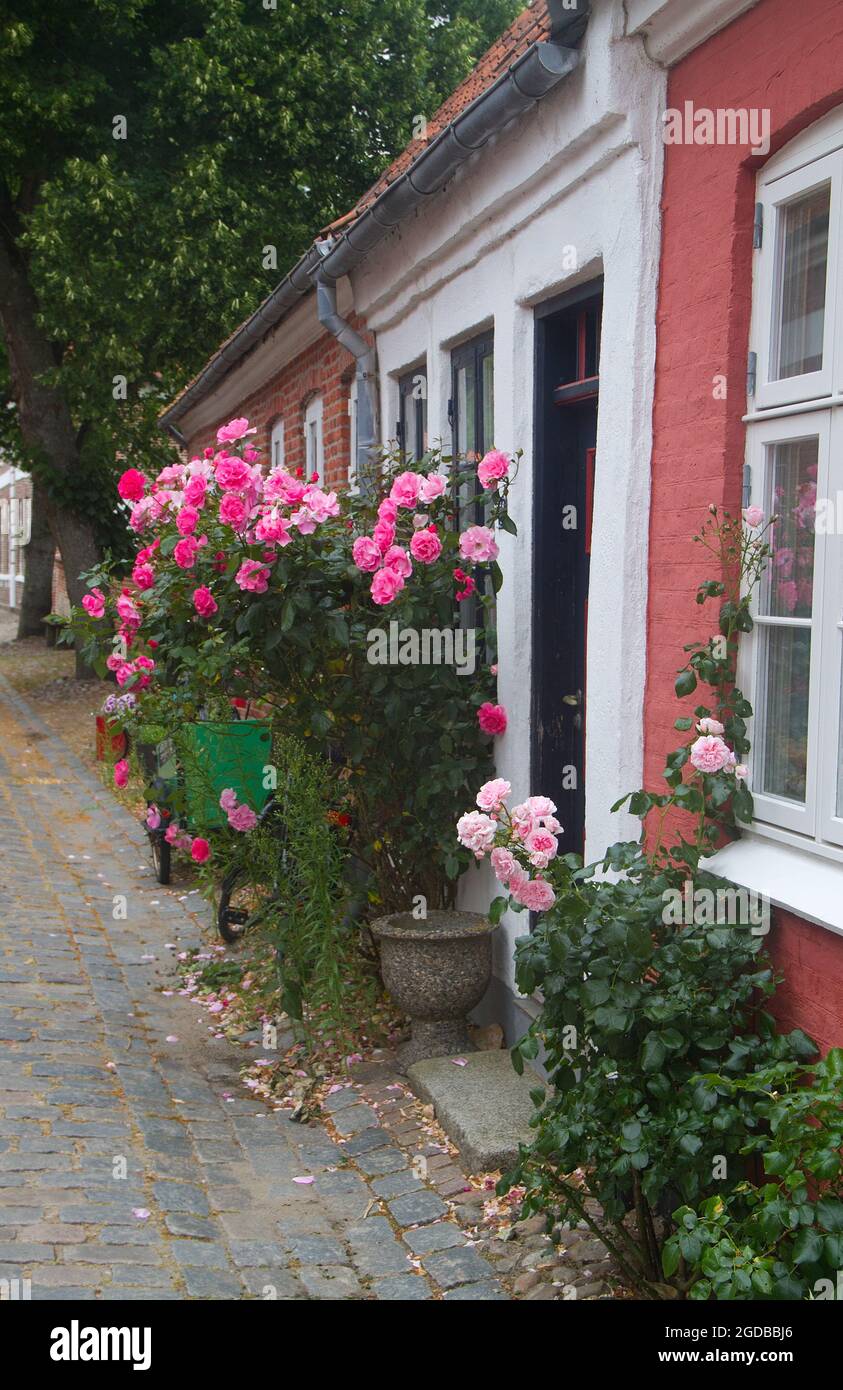 Accogliente strada acciottolata con case bianche e rosse coltivate a rose a Ribe, Danimarca Foto Stock