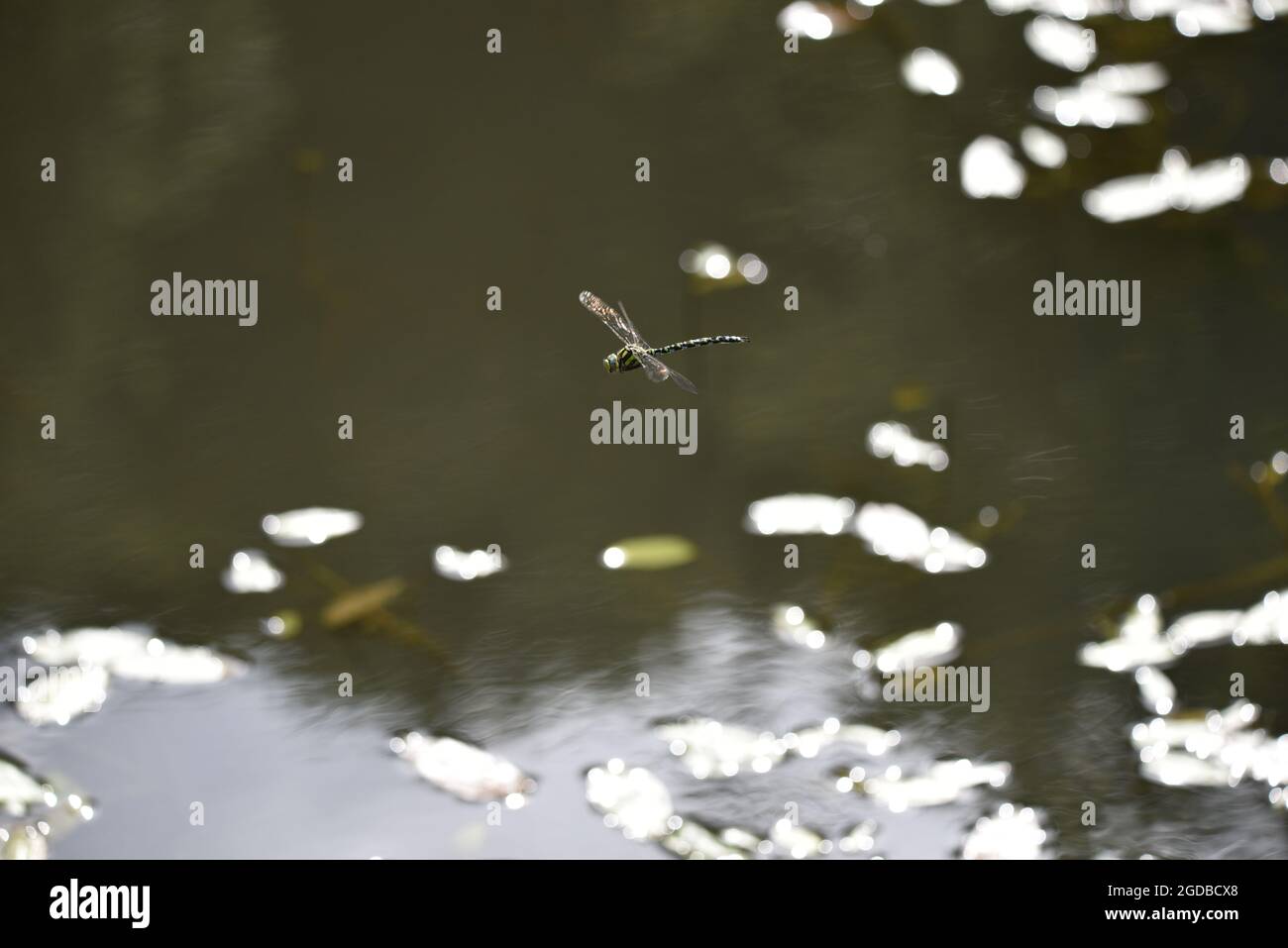 Primo piano di un maschio Hawker Dragonfly meridionale (Aeshna cianea) volare su una piscina di pesca nel Mid-Wales nel mese di agosto, a sinistra-profilo e luce solare Foto Stock
