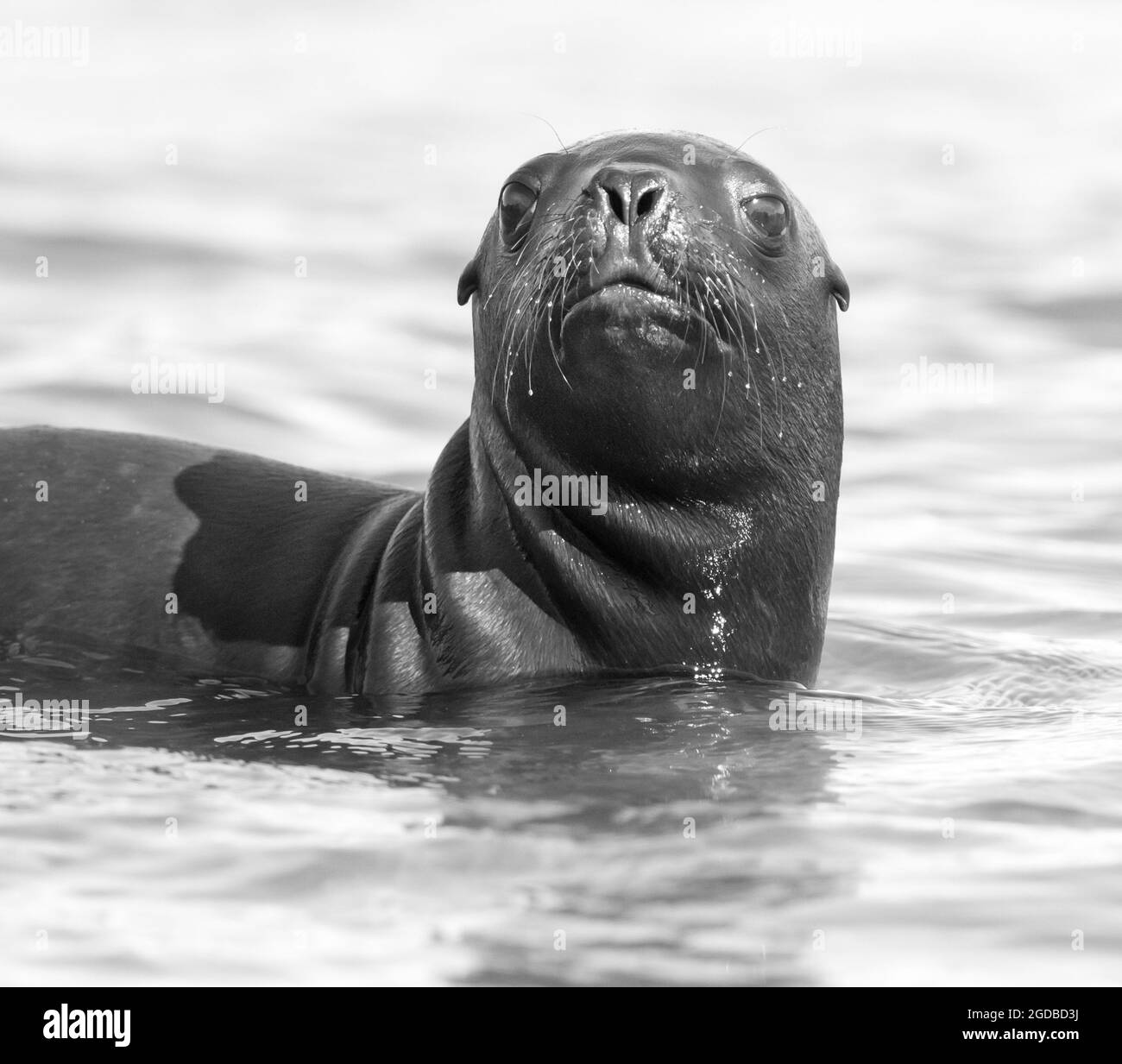 Leone di mare baby, Peninsula Valdes, Patrimonio dell'Umanità dell'UNESCO, Patagonia, Argentina. Foto Stock