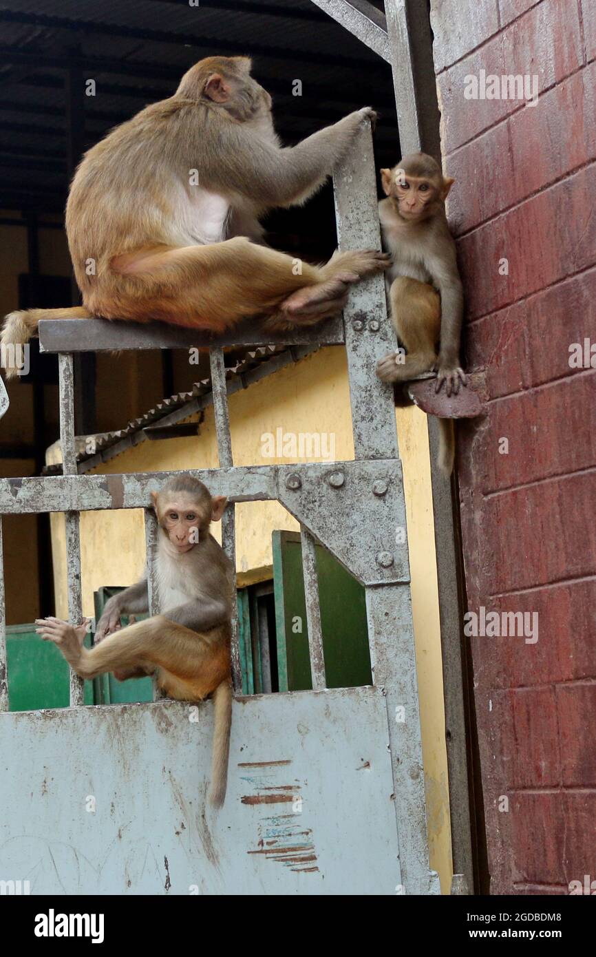 Dhaka, Bangladesh. 12 agosto 2021. Dhaka, Bangladesh, 12 agosto 2021: Macachi giapponesi sono visti sulle recinzioni delle case del quartiere Gandaria alla ricerca di turisti per ricevere cibo in mezzo Covid-19 pandemia. Il macaco giapponese o macaco rosso-fronted è una specie di primate, che vive in foreste e montagne, che sono migrati in città e vivono con gli esseri umani in cerca di cibo. Credit: Habibur Rahman/Eyepix Group/Alamy Live News Credit: Eyepix Group/Alamy Live News Foto Stock