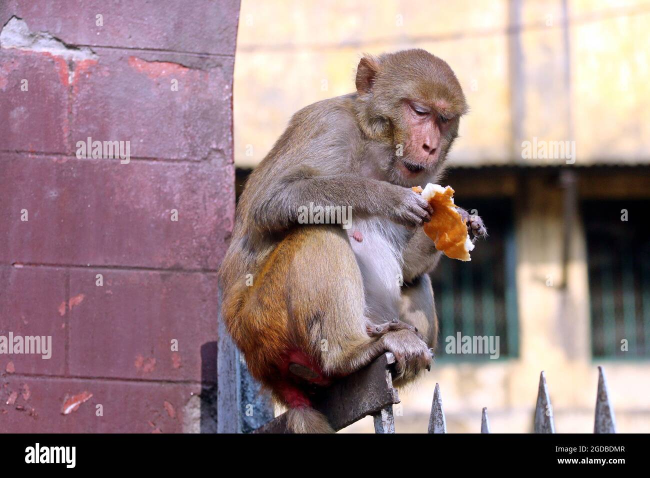 Dhaka, Bangladesh. 12 agosto 2021. Dhaka, Bangladesh, 12 agosto 2021: Macachi giapponesi sono visti sulle recinzioni delle case del quartiere Gandaria alla ricerca di turisti per ricevere cibo in mezzo Covid-19 pandemia. Il macaco giapponese o macaco rosso-fronted è una specie di primate, che vive in foreste e montagne, che sono migrati in città e vivono con gli esseri umani in cerca di cibo. Credit: Habibur Rahman/Eyepix Group/Alamy Live News Credit: Eyepix Group/Alamy Live News Foto Stock