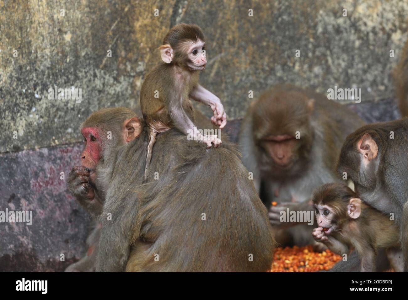 Dhaka, Bangladesh. 12 agosto 2021. Dhaka, Bangladesh, 12 agosto 2021: Macachi giapponesi sono visti sulle recinzioni delle case del quartiere Gandaria alla ricerca di turisti per ricevere cibo in mezzo Covid-19 pandemia. Il macaco giapponese o macaco rosso-fronted è una specie di primate, che vive in foreste e montagne, che sono migrati in città e vivono con gli esseri umani in cerca di cibo. Credit: Habibur Rahman/Eyepix Group/Alamy Live News Credit: Eyepix Group/Alamy Live News Foto Stock