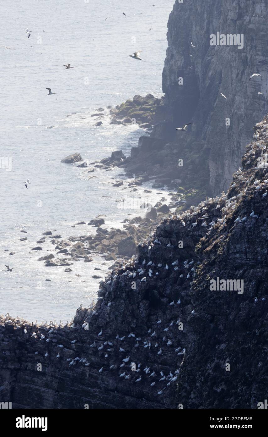 Uccelli marini e colonie di uccelli marini, RSPB Bempton Cliffs Nature Reserve, East Yorkshire Inghilterra UK Foto Stock