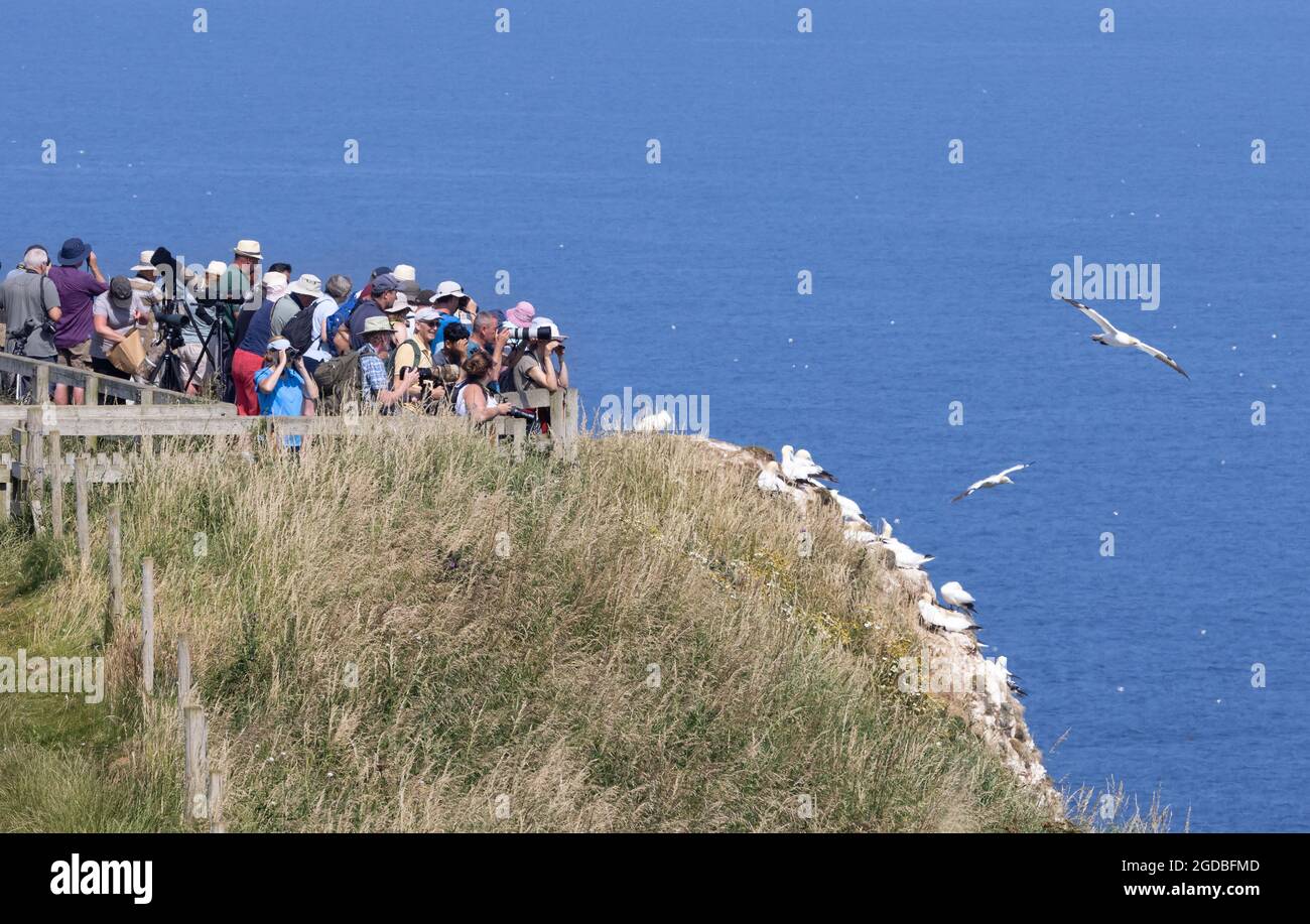 Birdwatching UK; RSPB Bempton Cliffs Yorkshire UK. Birdwatchers guardando la colonia di gannets nidificare sulle scogliere nel mese di luglio Foto Stock