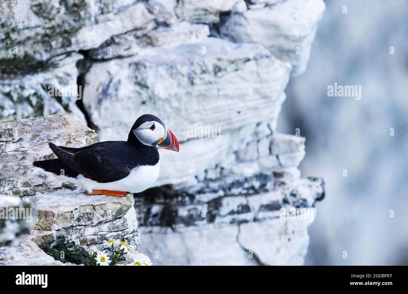 Puffin adulto (Puffin Atlantico o Puffin comune, Fratercola artica ), seduto sulle rocce, RSPB Bempton Cliffs, Yorkshire UK Foto Stock