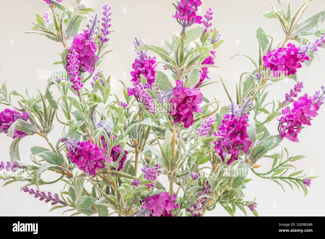 Il Texas Ranger o Barometer Bush o salti cespuglio con il suo caratteristico fiore lilla in questa immagine fatta di tessuti di cotone. Foto Stock