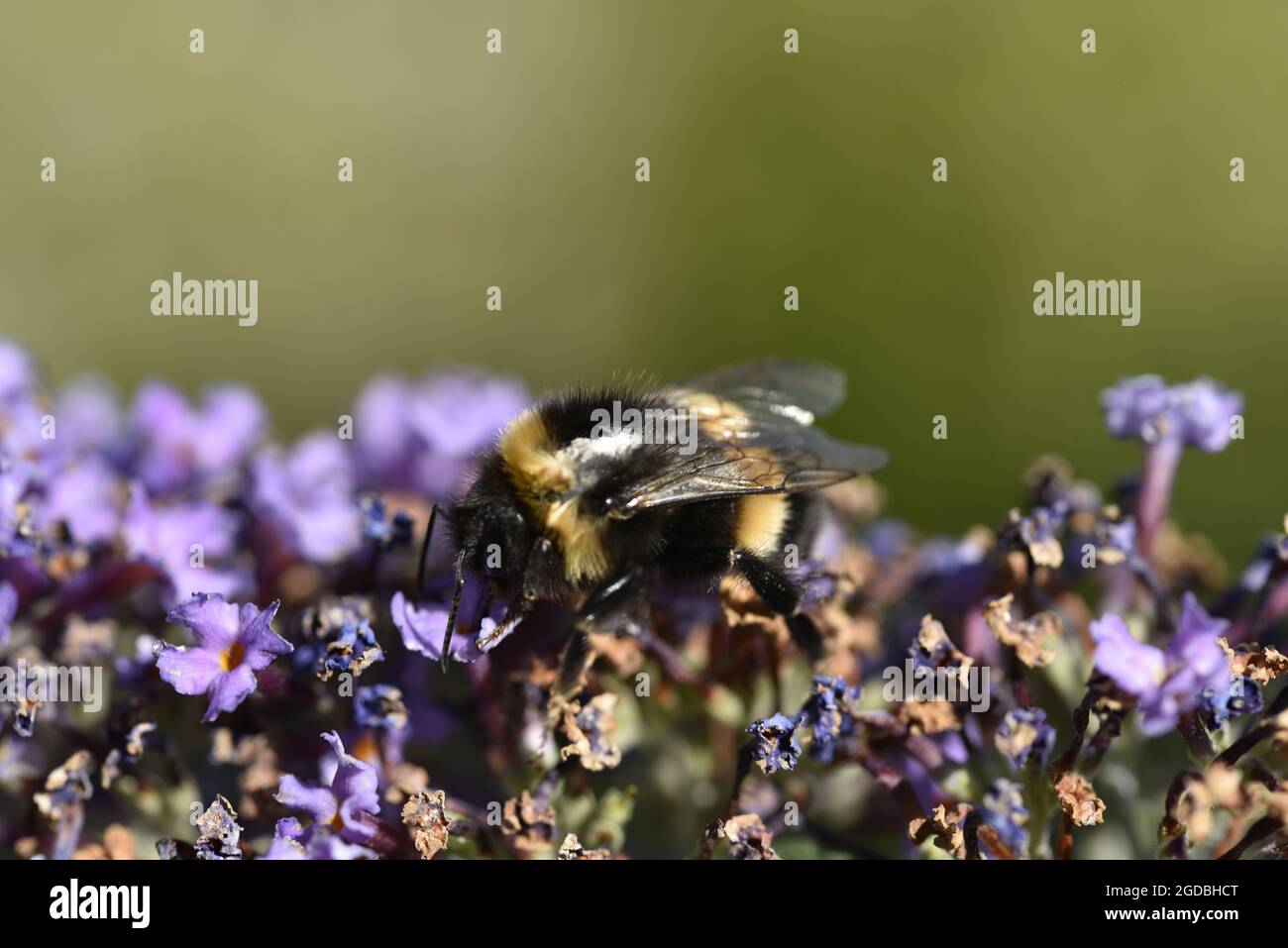 Macro immagine di un Bumblebee (Bombus) con coda di bufo su uno stabilimento di Buddleia in un giardino soleggiato a Staffordshire, Regno Unito, nel mese di agosto Foto Stock