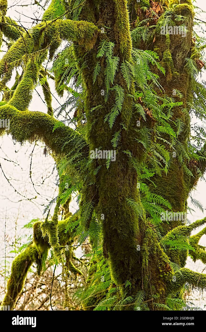 Liquirizia Ferns (Polypodium glycyrrhiza) che cresce su un tronco di albero coperto di muschio in Maple Ridge, British Columbia, Canada. Foto Stock