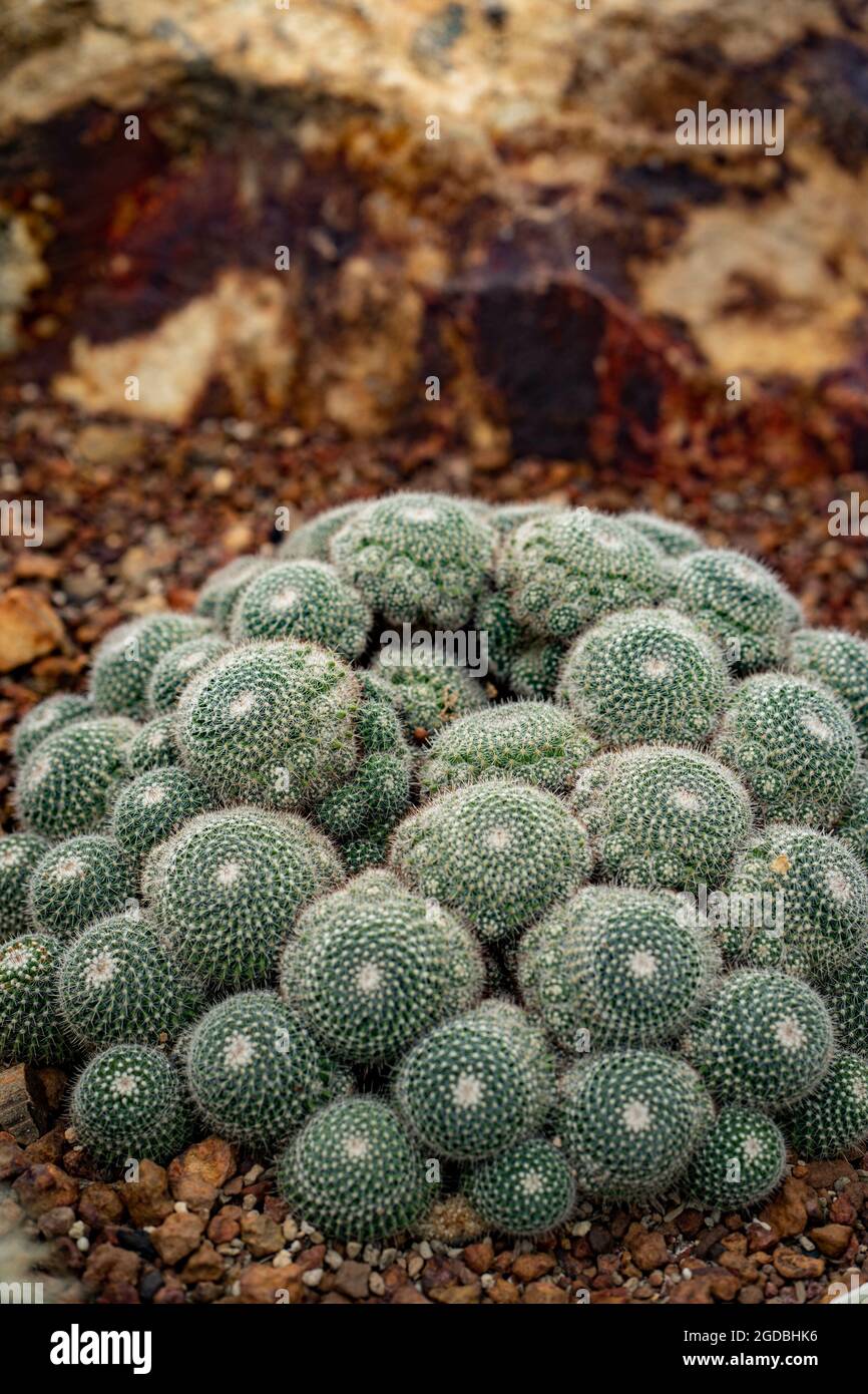 Primo piano verticale della Mammillaria parkinsonii. Foto Stock