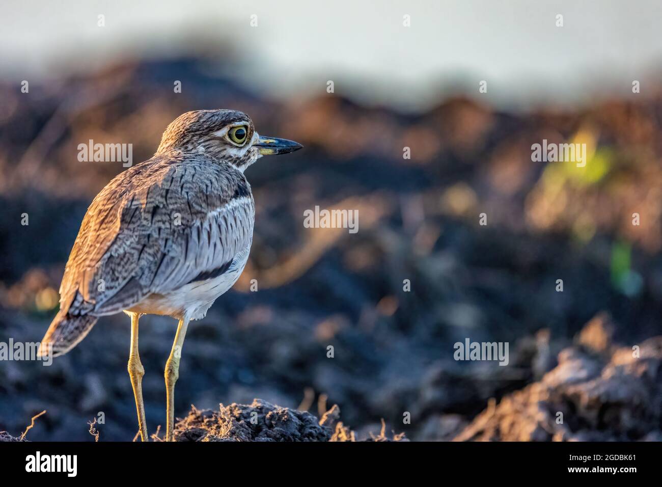 Un ginocchio denso d'acqua con uno sguardo preoccupato lungo il fiume Chobe Foto Stock