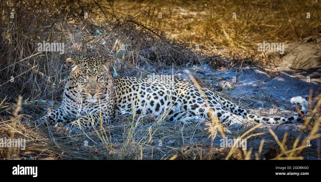 un leopardo pigro, che mantiene fresco all'ombra Foto Stock
