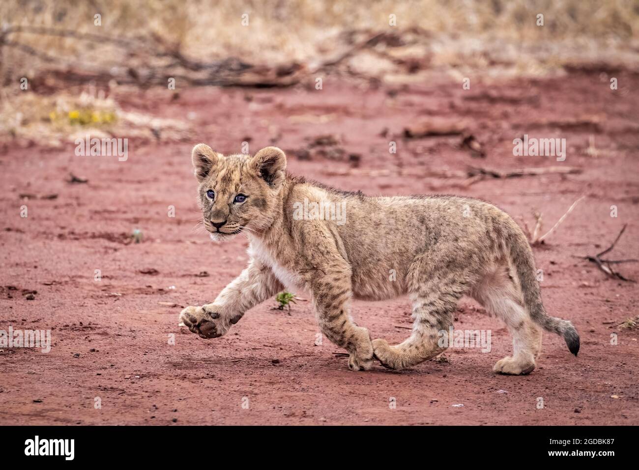 Un cucciolo di leone si fa male per raggiungere la sua mamma Foto Stock