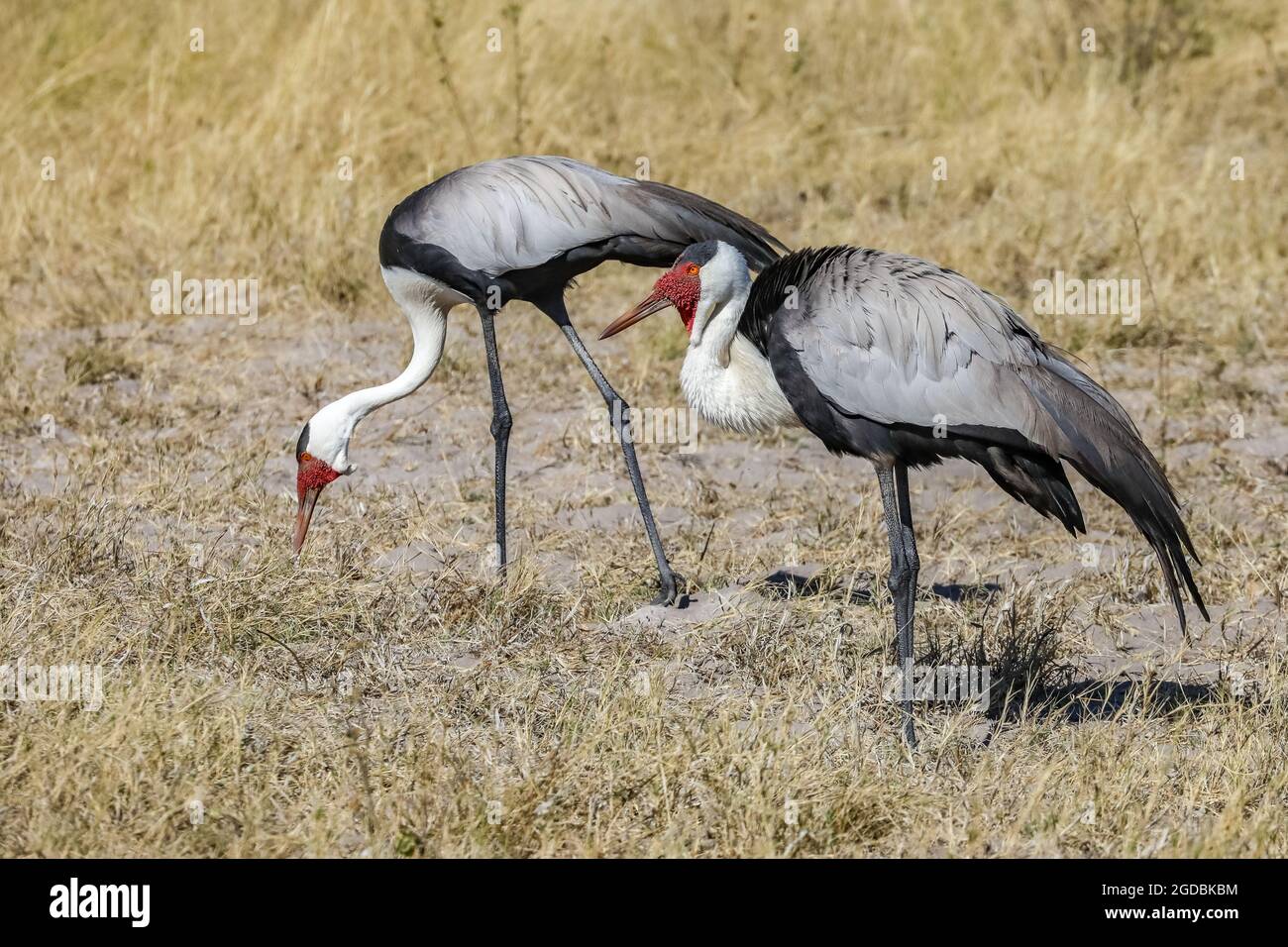 Un paio di gru wattate che si nutrono in Botswana Foto Stock