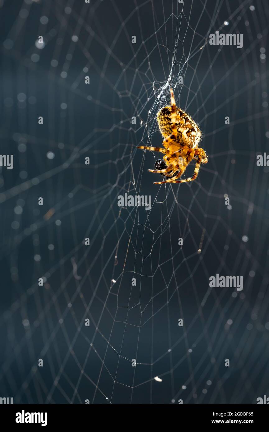 Primo piano di un ragno a croce da giardino (Araneus diadematus) nel suo web, illuminato dal sole. Foto Stock