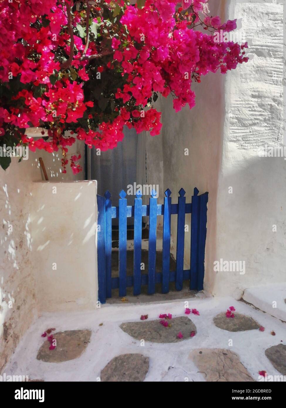 Una vecchia porta blu con bougainvillea nel centro storico sull'isola greca di Sikinos Foto Stock