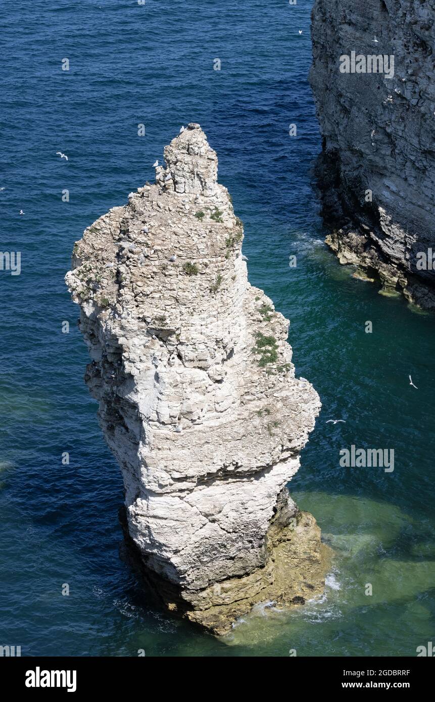 Uccelli marini che volano intorno a un pinnacolo roccioso sulla costa, la riserva naturale delle scogliere di Flamborough, il Flamborough Head Yorkshire UK Foto Stock