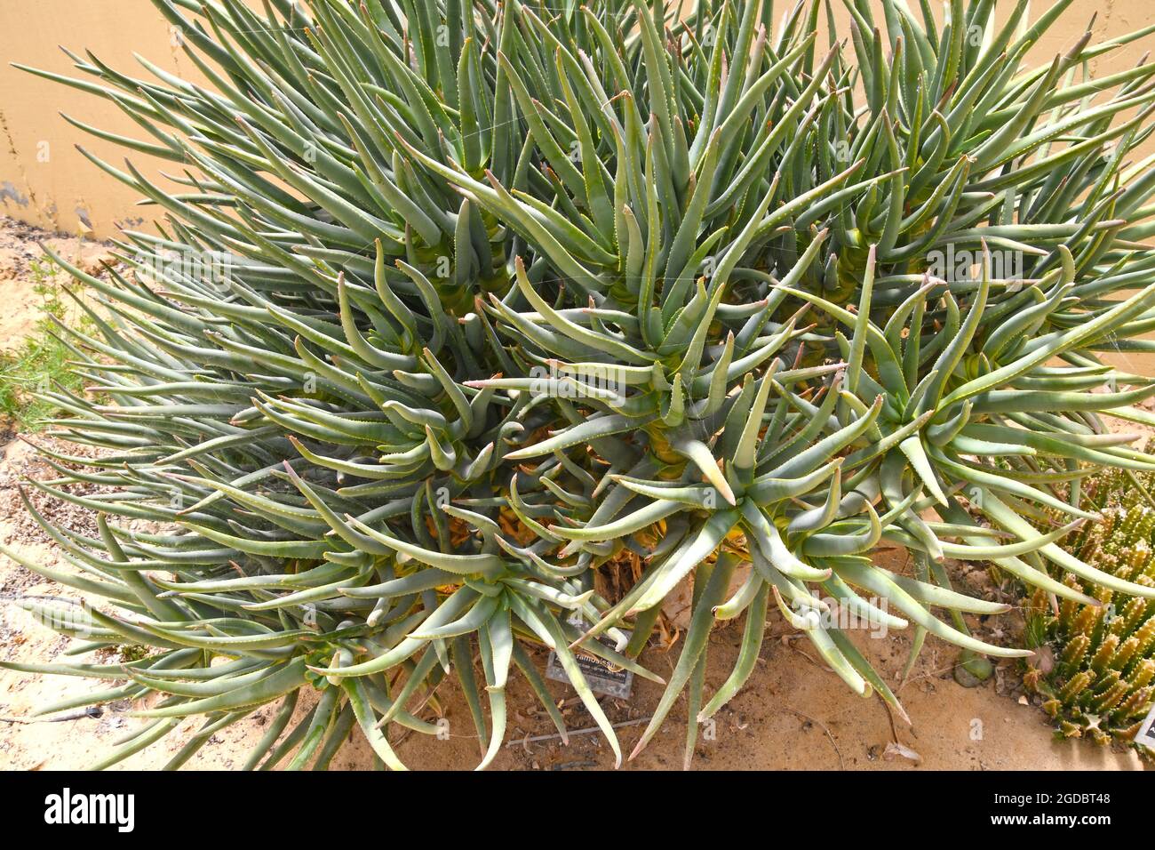 Aloe pianta Aloe ramosissima dalla Namibia Africa. Famiglia Liliaceae Foto Stock
