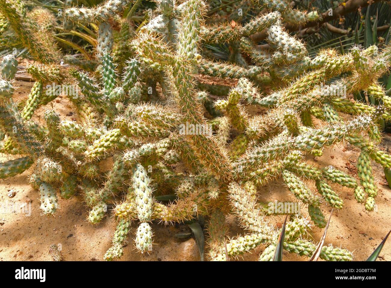 Opuntia - pianta desertica Foto Stock