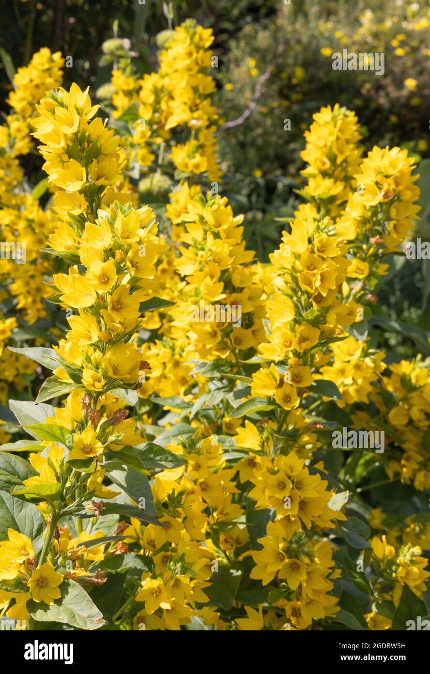 Il grande losestrife giallo, alias punteggiato o Spoted Loosestrife, o il fiore cerchio, Lysimakia punctata, perenne con fiori gialli in estate, nel Regno Unito Foto Stock