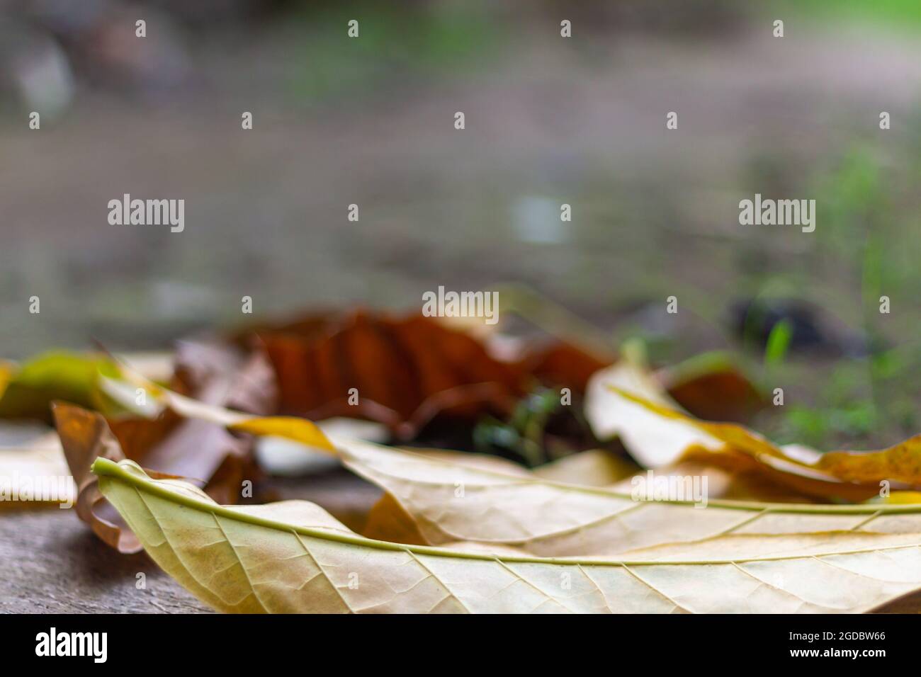 Tabebuia pianta foglie che sono caduti, cadono a terra, brunastro, larga superficie fogliare Foto Stock