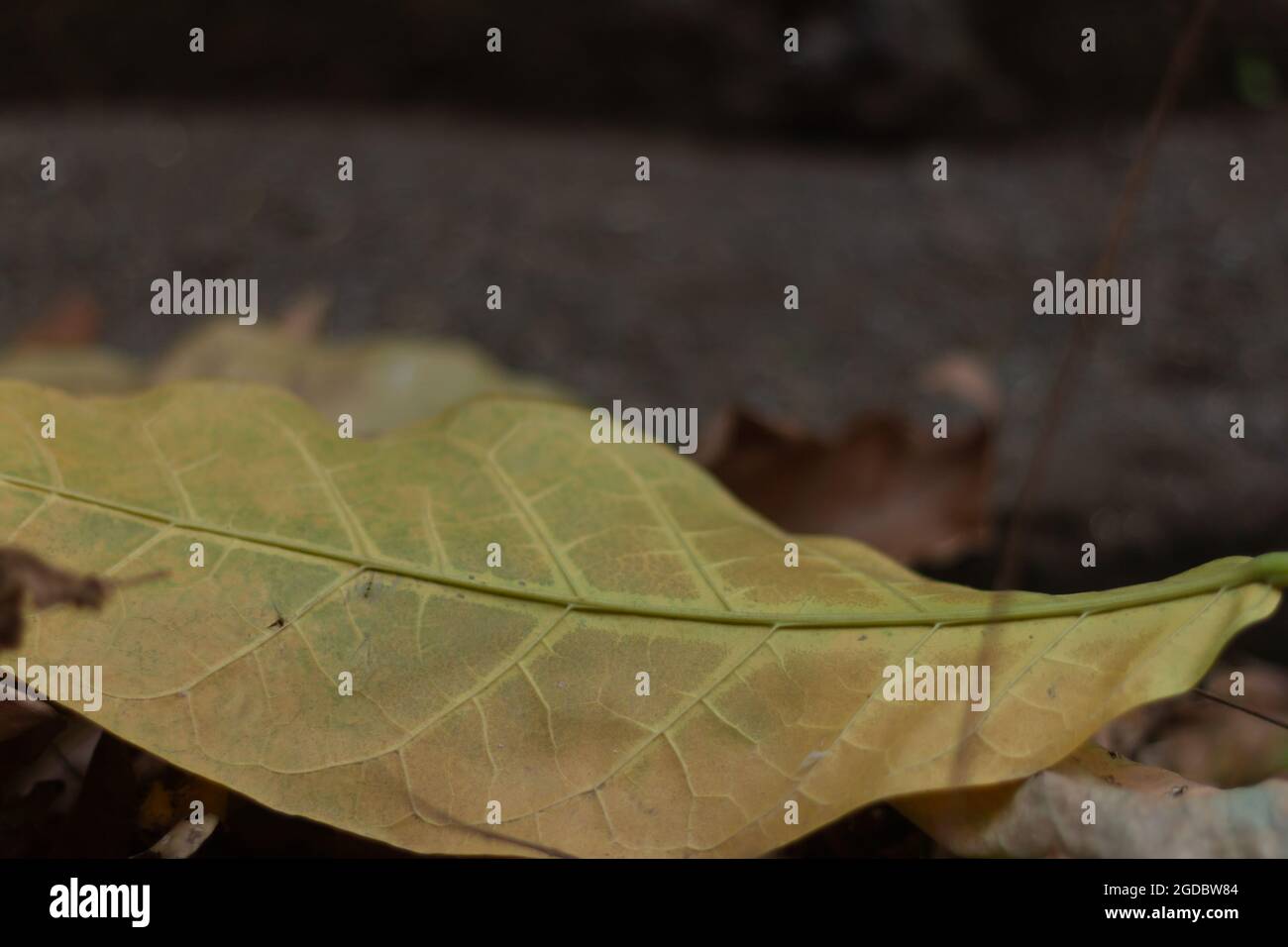 Foglie di albero di Tabebuia che sono caduti a terra Foto Stock