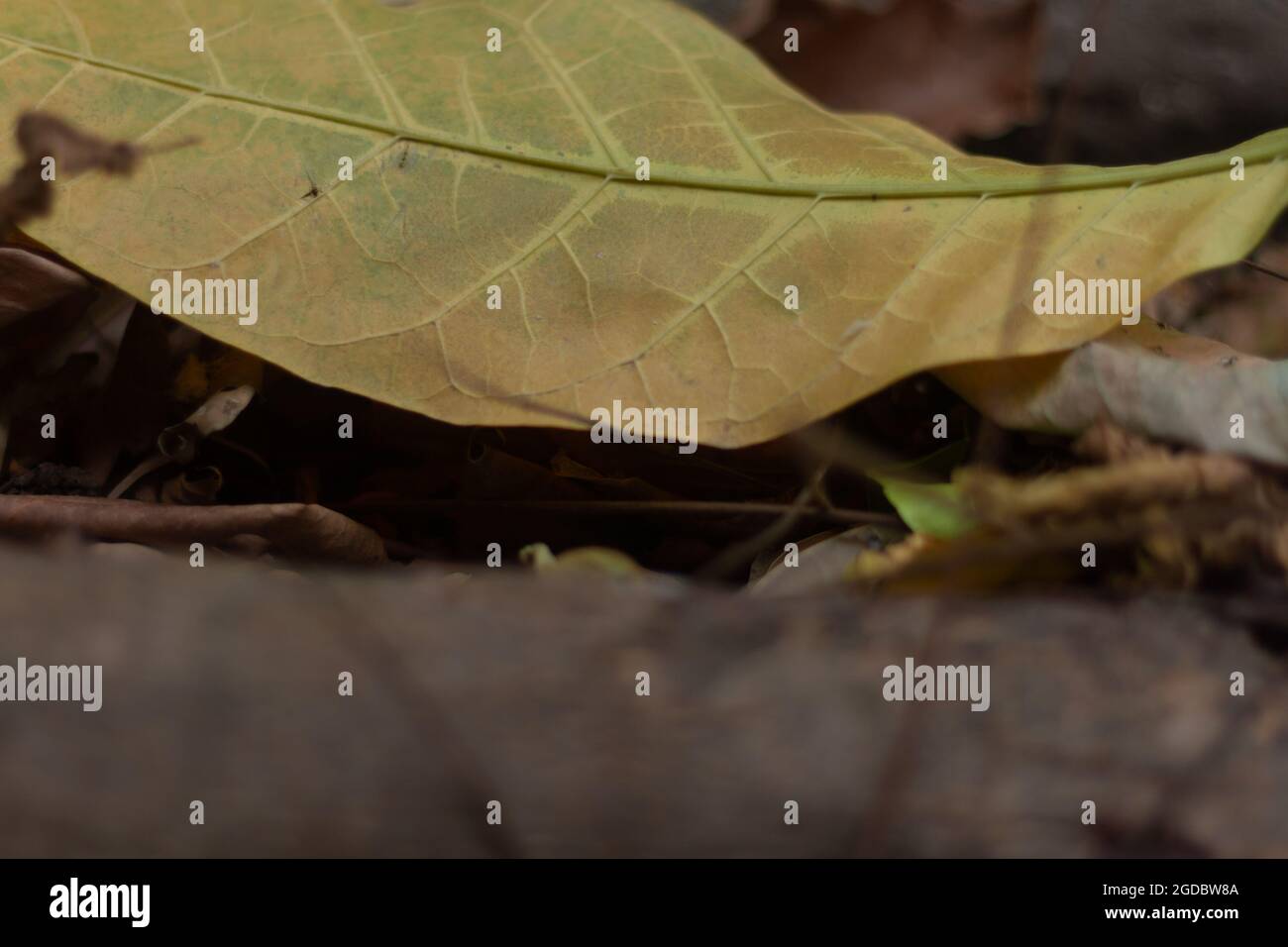 Foglie di albero di Tabebuia che sono caduti a terra Foto Stock