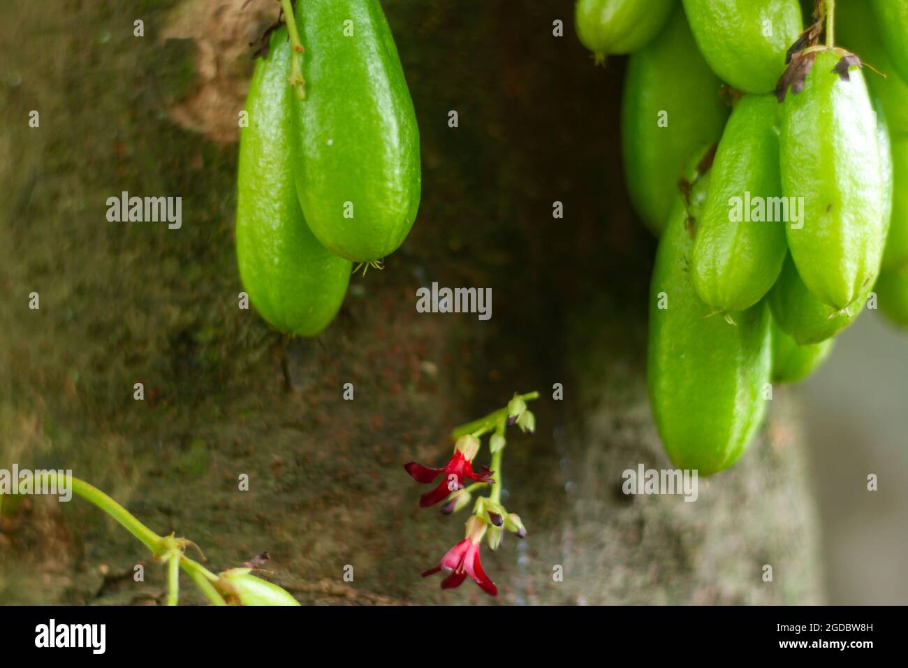 Averrhoa bilimbi (comunemente noto come bilimbi, cetriolo, o albero sorrel) è un albero frutticolo del genere Averrhoa, famiglia Oxalidaceae. Foto Stock