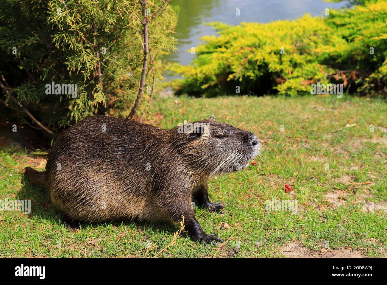 Nutria con lunga pelliccia nera, palude castoro mangiare carote vicino al fiume. Il ratto d'acqua si trova nel parco, zoo, foresta in estate. Foto Stock
