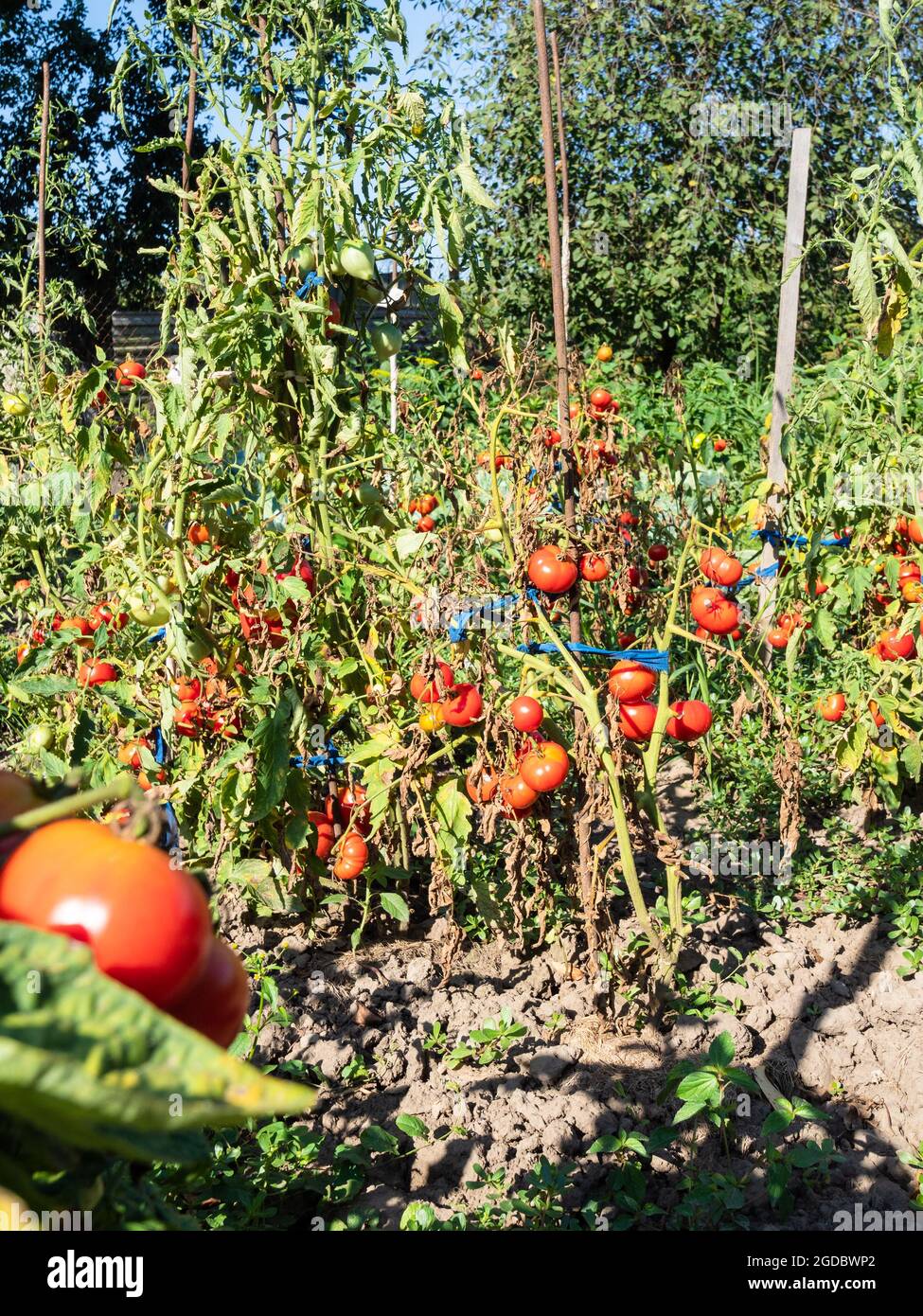 letti con cespugli di pomodoro legati a pali di legno nel giardino di casa in villaggio nella soleggiata giornata estiva Foto Stock