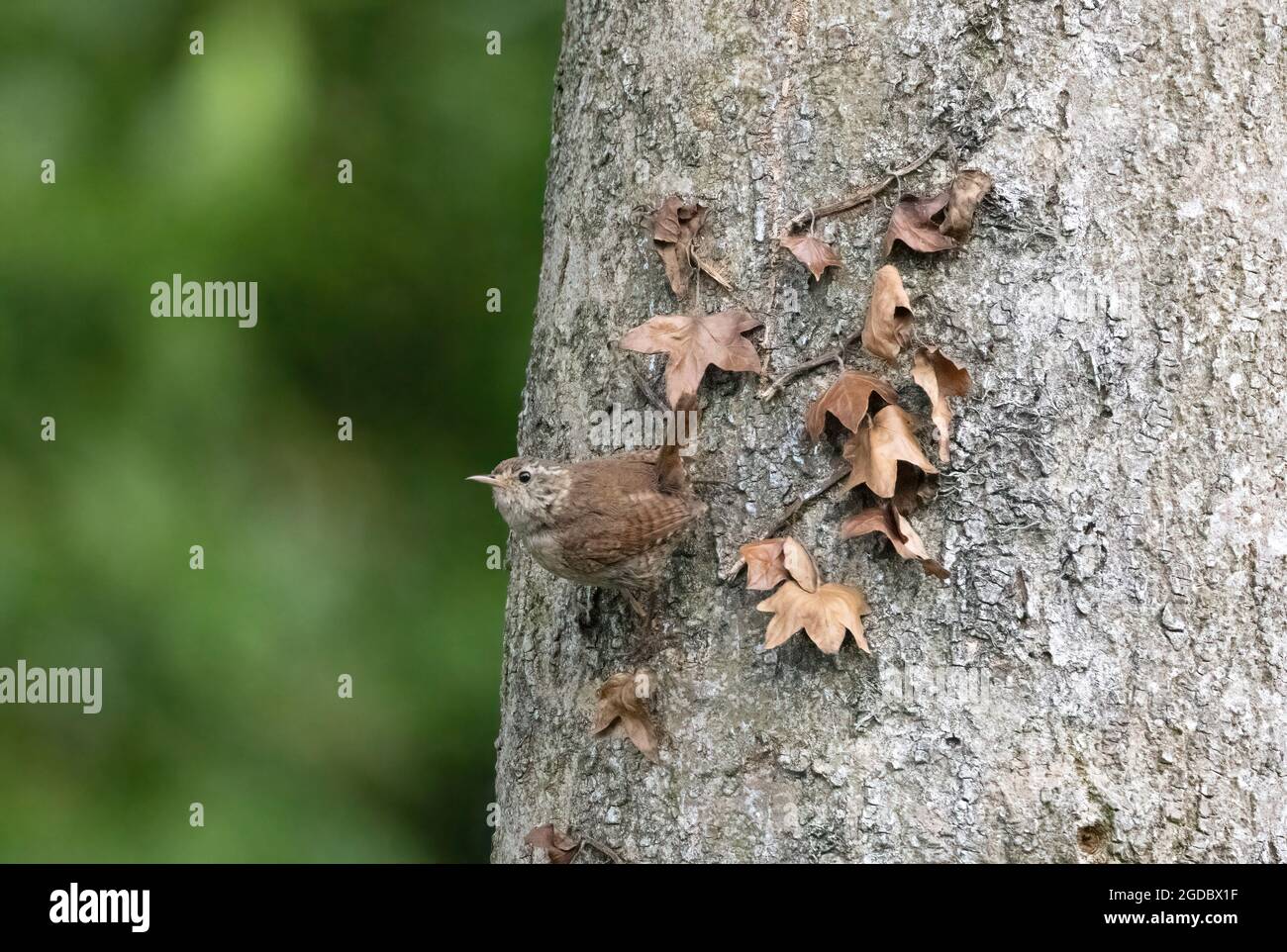 Wren - Troglodytes troglodytes - uccello adulto arroccato su un tronco dell'albero, Yorkshire Inghilterra Regno Unito Foto Stock
