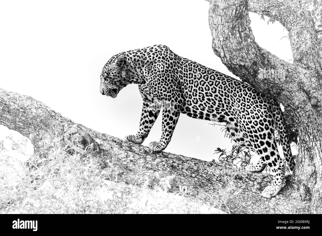 Leopardo adulto in una filiale nel parco nazionale di Kruger, Sudafrica Foto Stock