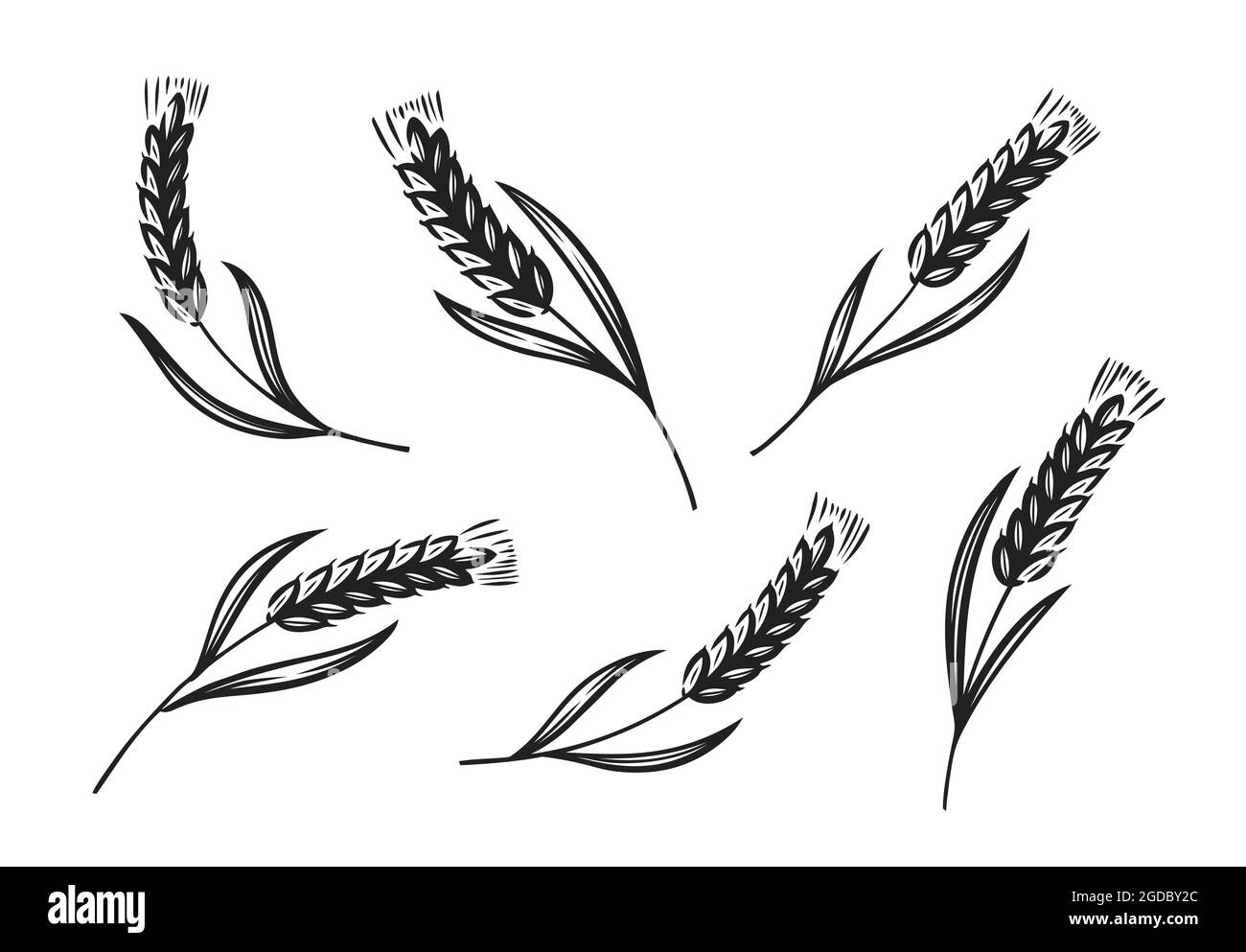 Orecchie di grano, orzo o segale icona. Pane, simbolo della panetteria. Illustrazione vettoriale Illustrazione Vettoriale