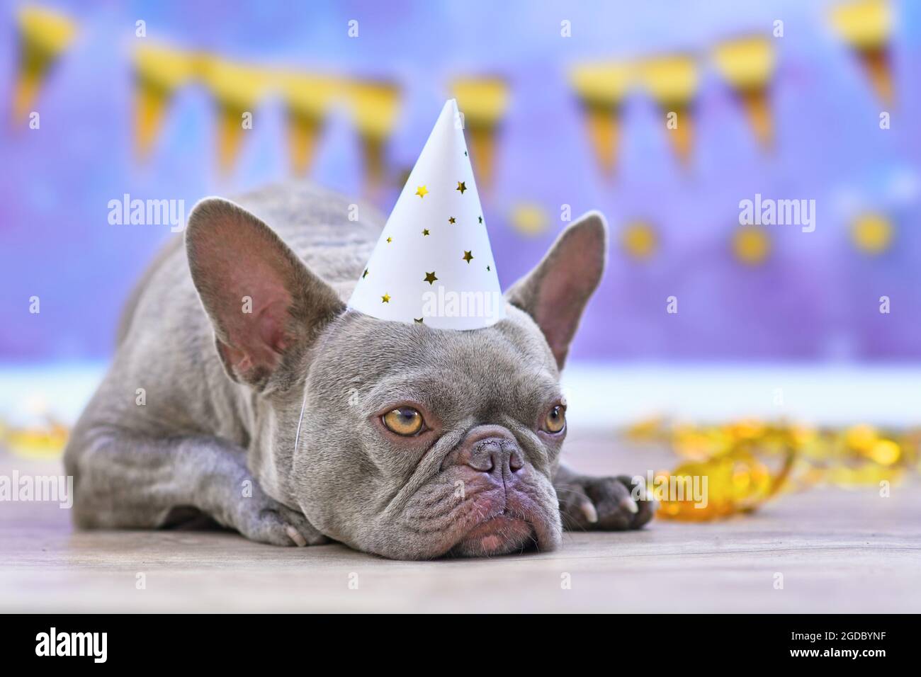 Cane Bulldog francese con cappello da festa davanti alla ghirlanda d'oro su sfondo blu Foto Stock