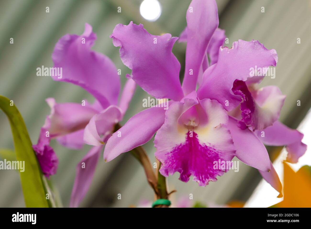 Cattleya Labiata Orchidea fiore con centro di messa a fuoco e il resto dell'immagine sfocata Foto Stock